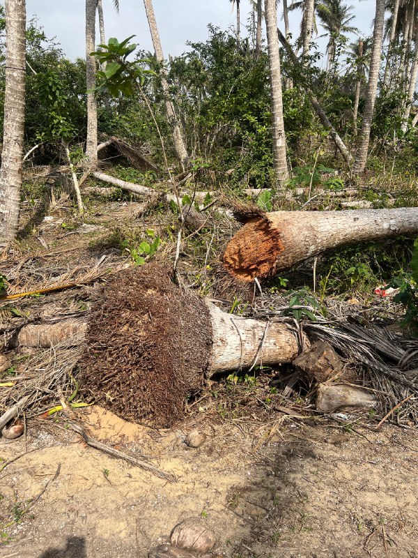台风摩羯登陆的地方，17级的台风把这里椰子树连根拔起，都是几十年的树龄，而且椰子木有很好的木质和纹理，就这样扔掉太可惜了，我们来看看返航计划能做点什么，让这些木头又有新的旅程，🌴木头很多，大家有想法也可以联系我