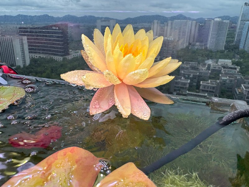 我的睡莲🪷真好看🤩