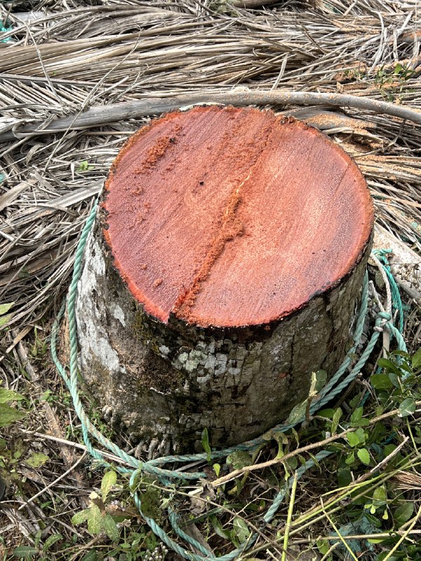 台风摩羯登陆的地方，17级的台风把这里椰子树连根拔起，都是几十年的树龄，而且椰子木有很好的木质和纹理，就这样扔掉太可惜了，我们来看看返航计划能做点什么，让这些木头又有新的旅程，🌴木头很多，大家有想法也可以联系我