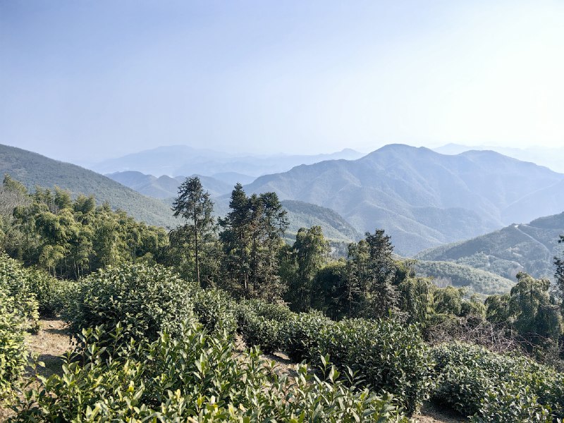 阿里系的产品发布，总给人一种没准备好就强行拉出来展示的感觉，像极了春节被要求出来表演节目的孩子，从高德、灵光、阿福到千问…… 我都能想到内部产品同学是怎么抗议，然后抗议无效的