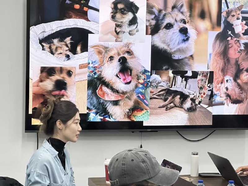 给狗粮客户讲东西，名正言顺找了一页专门展示我的狗：