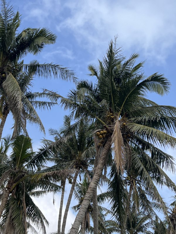 台风摩羯登陆的地方，17级的台风把这里椰子树连根拔起，都是几十年的树龄，而且椰子木有很好的木质和纹理，就这样扔掉太可惜了，我们来看看返航计划能做点什么，让这些木头又有新的旅程，🌴木头很多，大家有想法也可以联系我