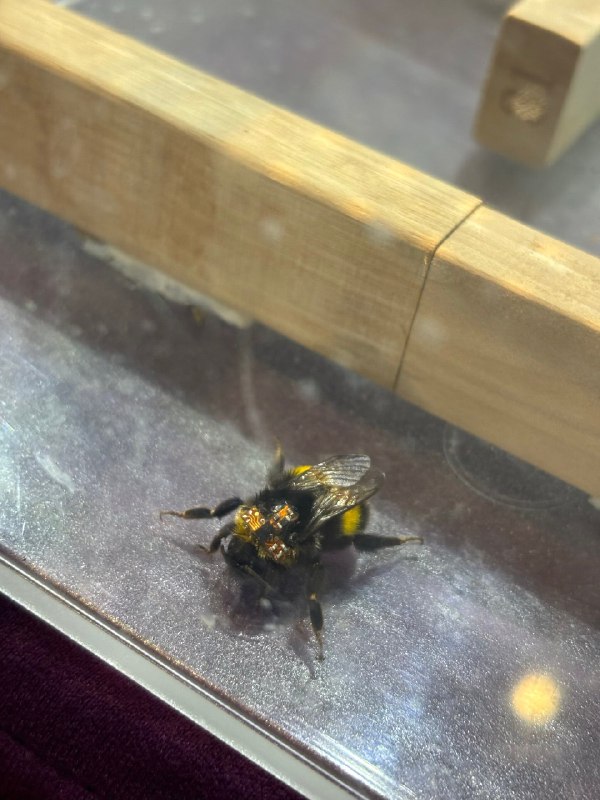 本北方人第一次看到活的双马尾大蟑螂，是在科技企业展会上……还是忍不住问一句：这，真的是蟑螂？他们给蟑螂、蜜蜂背上安装芯片，控制它们执行任务本北方人第一次看到活的双马尾大蟑螂，是在科技企业展会上……还是忍不住问一句：这，真的是蟑螂？他们给蟑螂、蜜蜂背上安装芯片，控制它们执行任务