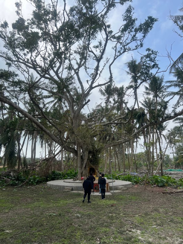 台风摩羯登陆的地方，17级的台风把这里椰子树连根拔起，都是几十年的树龄，而且椰子木有很好的木质和纹理，就这样扔掉太可惜了，我们来看看返航计划能做点什么，让这些木头又有新的旅程，🌴木头很多，大家有想法也可以联系我