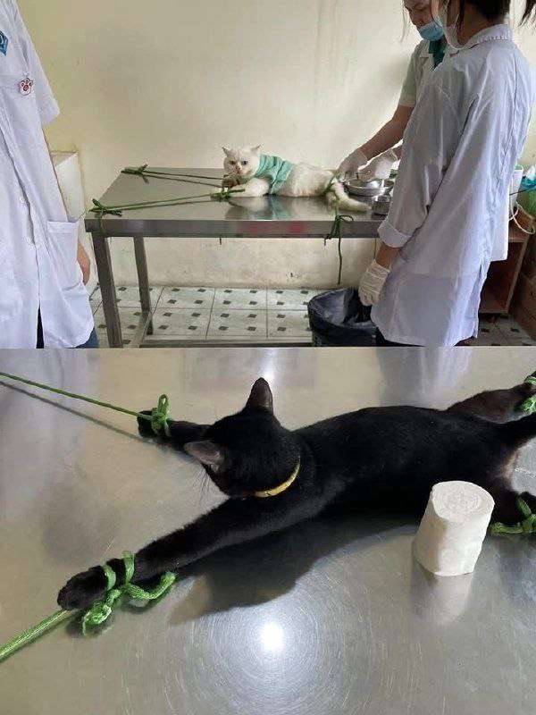 朋友想找我一起做抖音切片视频带货，做宠物零食用品，可是我总觉得这种方式跟自费印传单在电线杆上贴牛皮藓外加无实物表演没什么区别，而且关键是，我对这种重复剪视频的机械工作有深深的无力感，刚刚他催我赶紧买够 1000 粉丝开通橱窗上精选联盟选品照抄别人的视频开干，而我其实很想说这事儿我真干不来🥲虽然朋友说剪视频的事情我不用管，他来剪，我负责找素材，可是我还是觉得这件事太无趣了，我干起来像个傻 X有没有即友可以交流一下经验给点意见，这对我来说实在太难了😮‍💨朋友想找我一起做抖音切片视频带货，做宠物零食用品，可是我总觉得这种方式跟自费印传单在电线杆上贴牛皮藓外加无实物表演没什么区别，而且关键是，我对这种重复剪视频的机械工作有深深的无力感，刚刚他催我赶紧买够 1000 粉丝开通橱窗上精选联盟选品照抄别人的视频开干，而我其实很想说这事儿我真干不来🥲虽然朋友说剪视频的事情我不用管，他来剪，我负责找素材，可是我还是觉得这件事太无趣了，我干起来像个傻 X有没有即友可以交流一下经验给点意见，这对我来说实在太难了😮‍💨