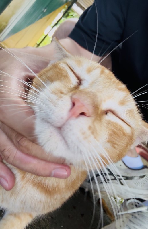 今年目标是：摸30只客户家的猫