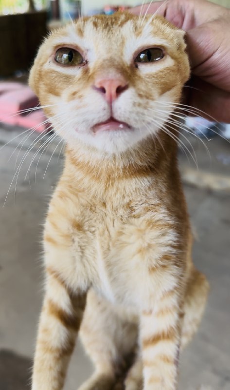 今年目标是：摸30只客户家的猫