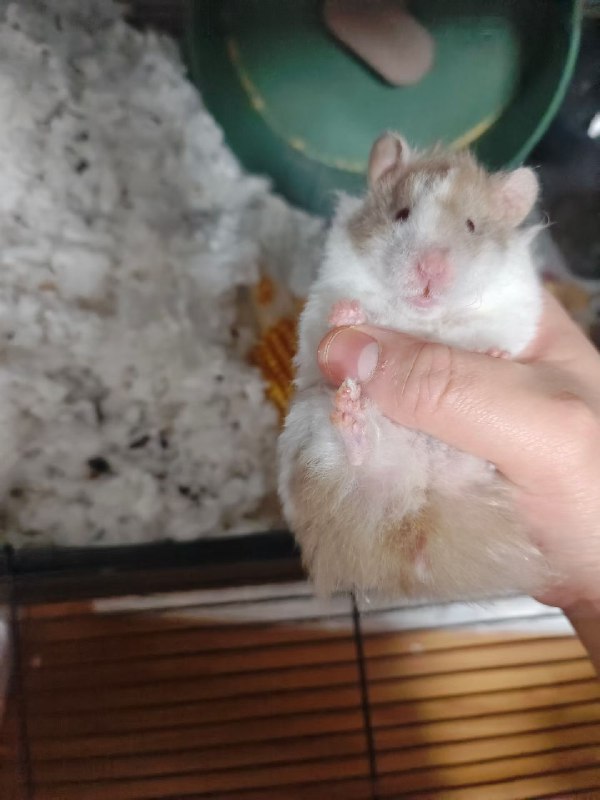 被布尔迪厄的天才理论们精彩得睡不着，看了又看，满意得不得了，半夜还在寻思