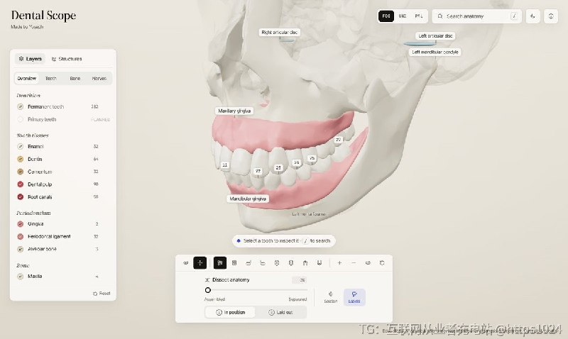 把牙齿和颌骨的解剖结构做成可在浏览器里交互查看的 3D 模型，方便教学和参考
